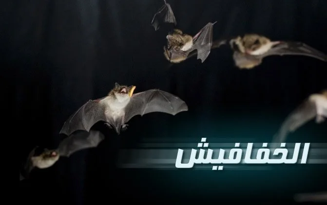 الخفافيش